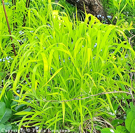 Milium effusum 'Aureum', kultatesma